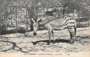 Un zèbre