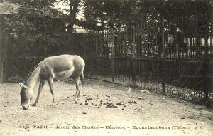 Hémione - Equus hemionus (Tibet)