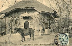 Poney de Shetland (Iles Shetland) - 1907