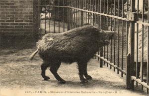 Sanglier