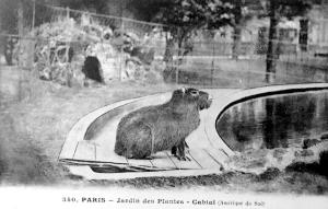 Cabiai (Amérique du Sud)