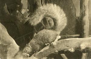 Ecureuil versicolore (Sciurus versicolor) Amérique Centrale jdp