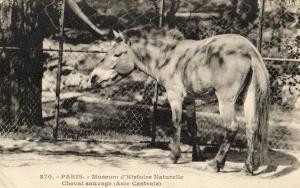 Cheval sauvage (Asie Centrale)