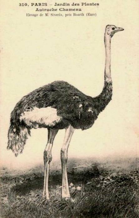 Autruche Chameau Elevage de M. Severia, prés de Boarth (Eure)