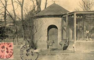 Les Nandous - 1903