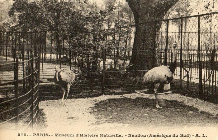 Nandou (Amérique du Sud)