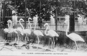 Les Flamants roses - 1924