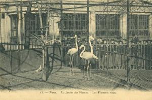 Les Flamants roses