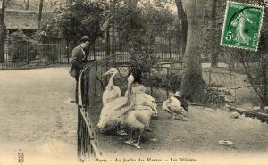 Les Pélicans - 1908
