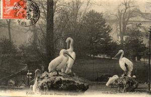 Les Pélicans - 1909
