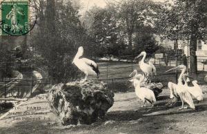 Les Pélicans 1907