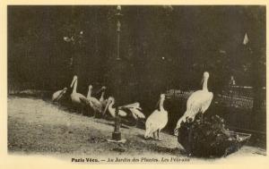 Les Pélicans