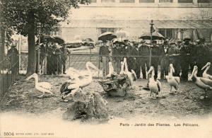 Les Pélicans