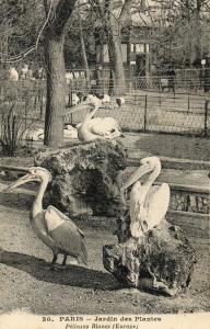 Pélicans Blancs (Europe)