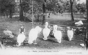 Pélicans