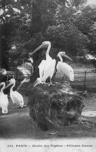 Pélicans blancs