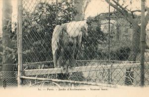 Vautour fauve