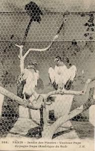 Vautour Pape Gypagus Papa (Amérique du Sud)