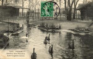 Les Cygnes noirs - 1911