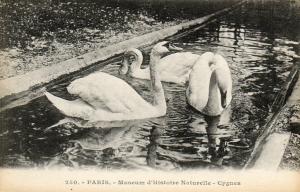 Cygnes