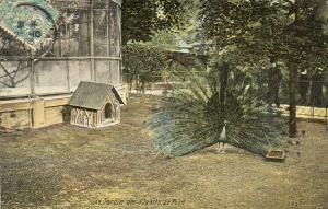 Le Paon - 1905