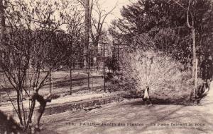 Le Paon faisant la roue