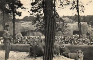 Le travail des Lions sur leur plateau - 1935