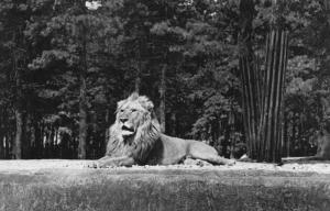 Un Lion sur son plateau
