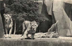 Lion et Lionnes sur leur plateau - 1939
