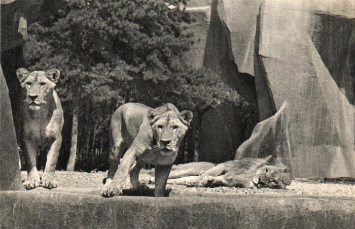 Lion et Lionnes sur leur plateau - 1939