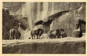 Les Lions
