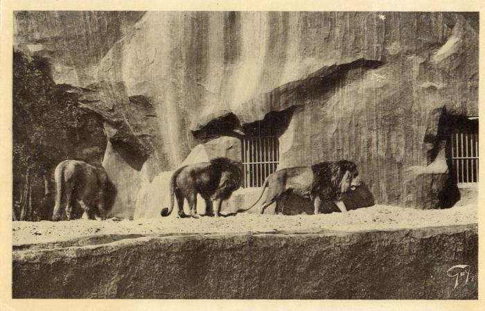 Les Lions