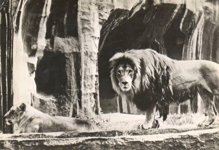 Lion - 1969