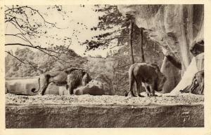 Les Lions
