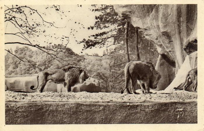 Les Lions
