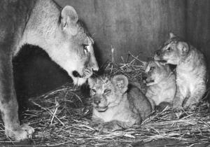 Lionne et lionceaux - 1976