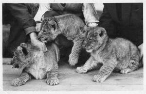Trois Lionceaux nés au Parc