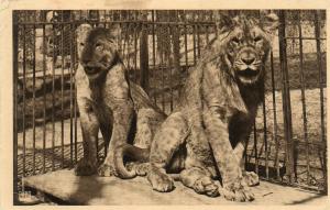 Un jeune couple de Lion "Dinah" et "Antoun" - 1935