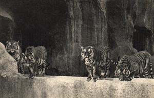 Un beau groupe de Tigres