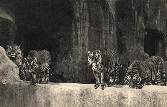 Un beau groupe de Tigres