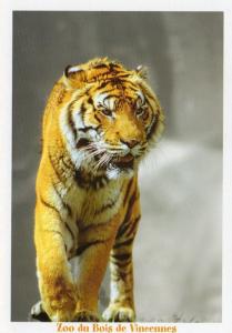 Tigre