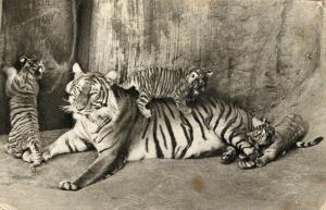Tigre et tigrons