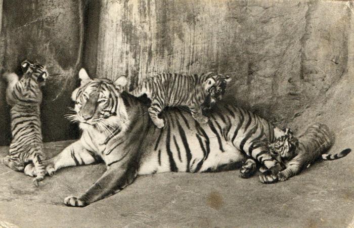 Tigre et tigrons