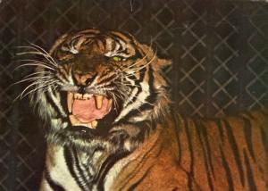 Tigre