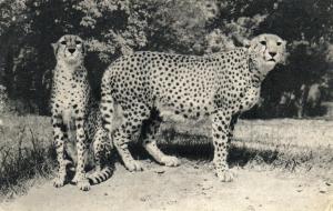 Un Couple de Guépard (Afrique)