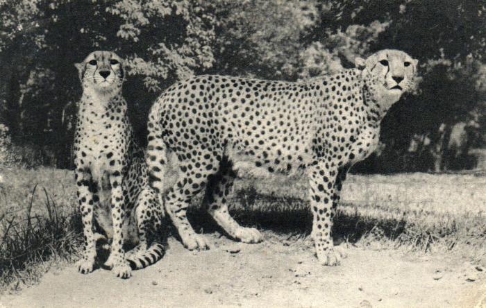 Un Couple de Guépard (Afrique)