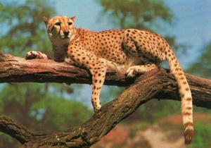 Guépard