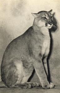 Un Puma (Amérique)