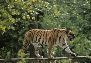 "Dauphin" Tigre mâle (Panthora tigris)