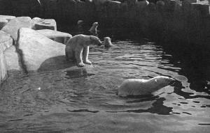 Les Ours Blancs